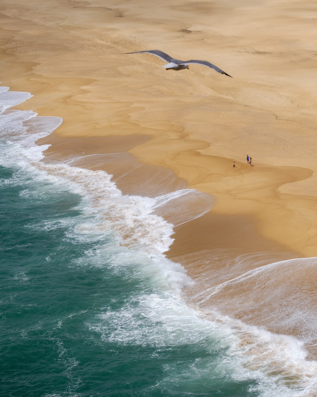 A seagull flies over North Beach in Nazaré, Portugal